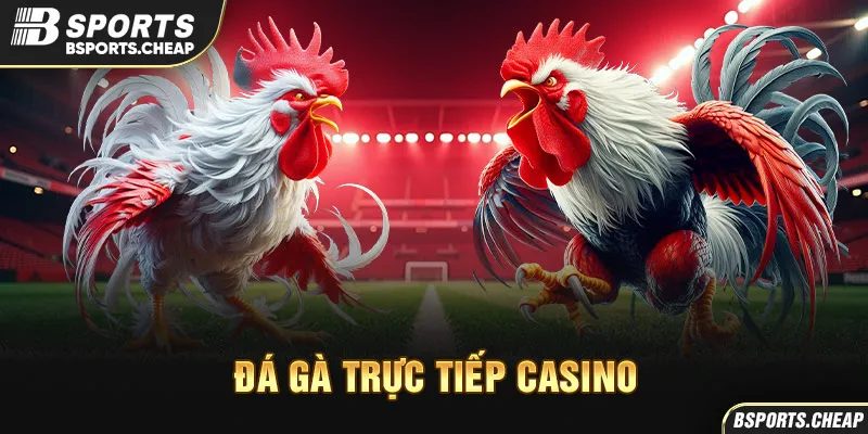 Đá gà trực tiếp casino BSports với hình ảnh trận đấu gà